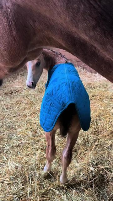 @Horses TikTok