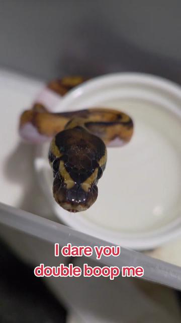 @Rikers Reptiles