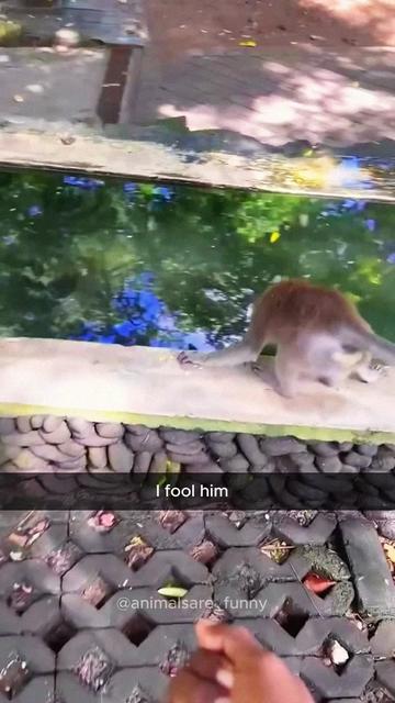 @Funny animals ๐น๐ถ๐บ๐ธ