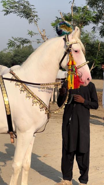 @SUNRISE STUD FARMS RAWALPINDI