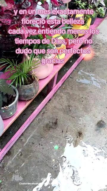 @💎viajando y trenzando🇲🇽