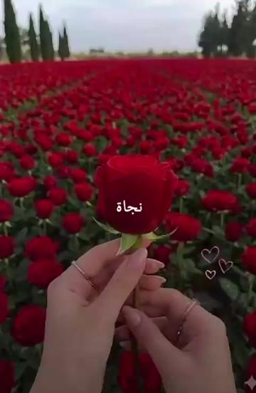 @liowx_