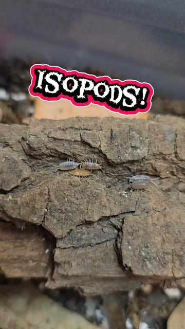 @TheReptileCompanyofWisconsin
