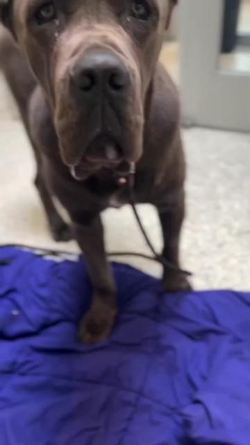 @Cane Corsos