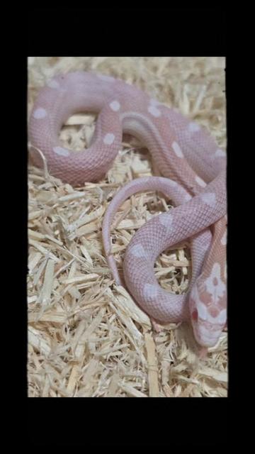 @TheReptileCompanyofWisconsin