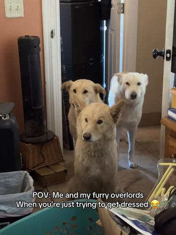 @Blond Wolf novelties
