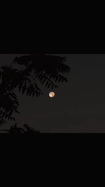 @𓆩♡𓆪