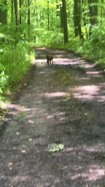 @Wiggle butt