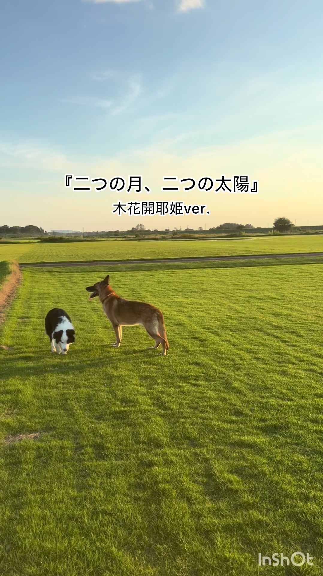 @シェパードmixサンちゃんとボーダーコリーのヘルツォーク