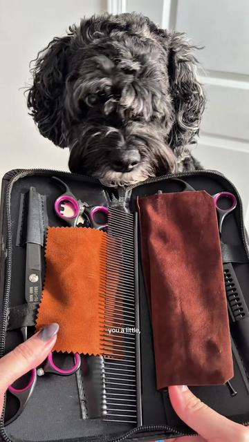 @Archie The Bernedoodle