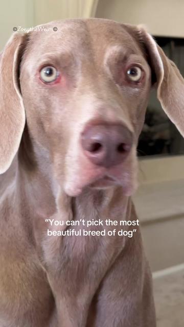 @Zoey the Weim