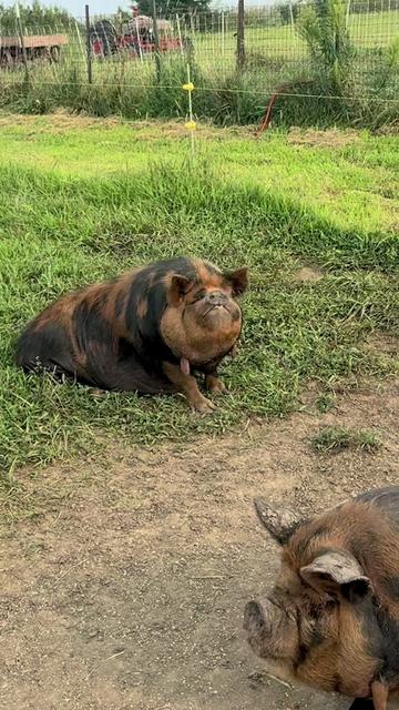 @prairiepiglets