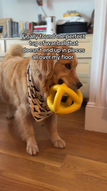 @Winter the Golden