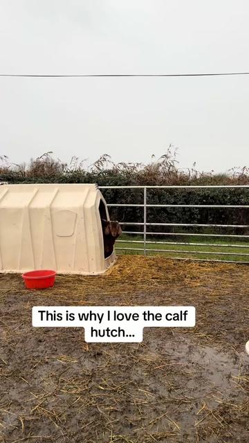 @Riverraisedboergoats