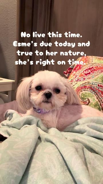 @Twilight Shih Tzu