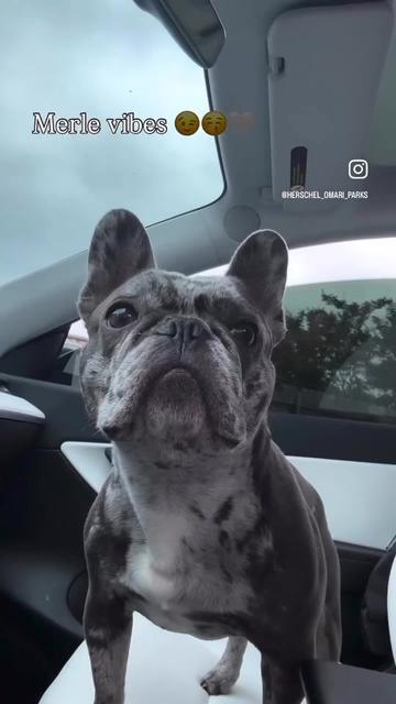 @Fly Lil Frenchie From OKC
