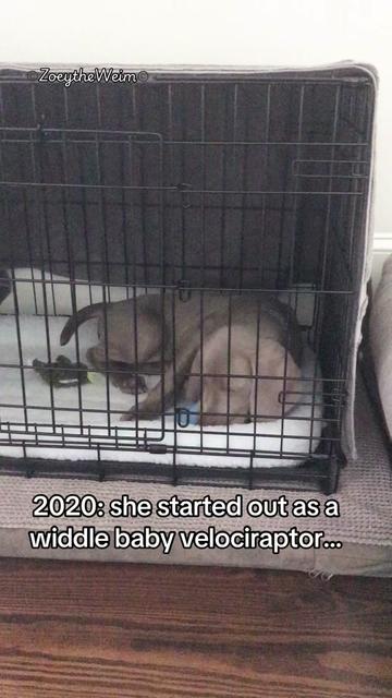 @Zoey the Weim