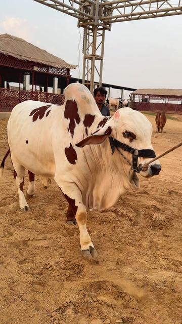 @Karachi Bull lovers