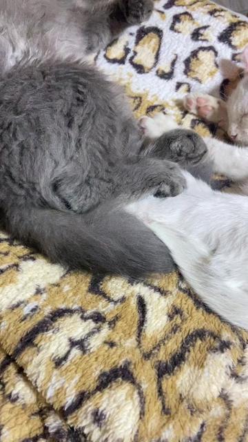 @Karoleos12gatos