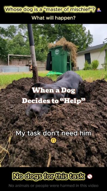@pet.funny799