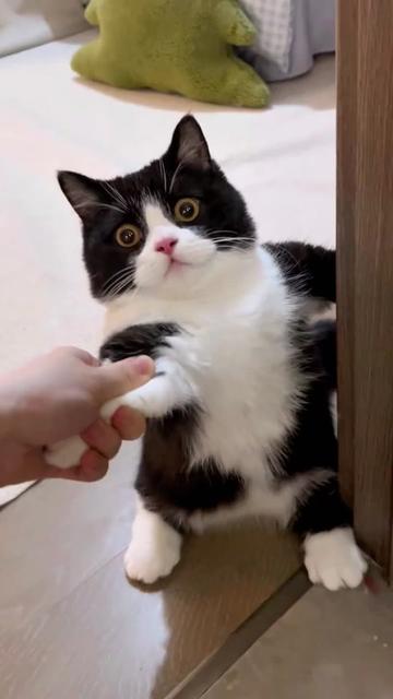 @pet home