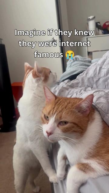 @One and a Half Orange Cats