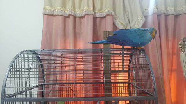 @Mehtab's Pet