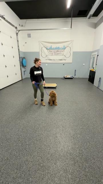 @Chicagoland Dog Training