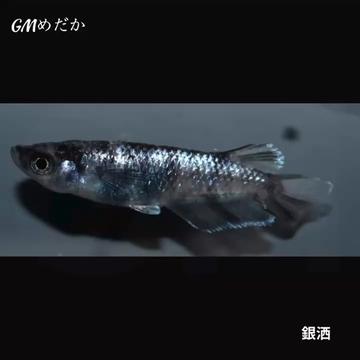 @gmmedaka.niigata