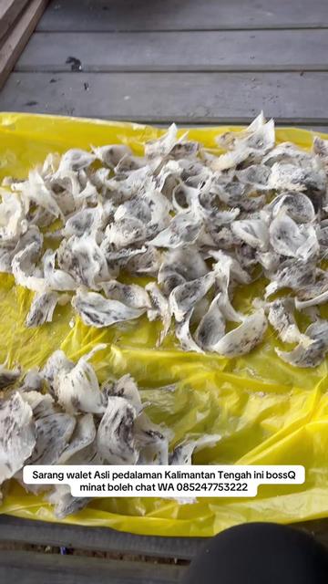 @Walet Rimba Kalimantan
