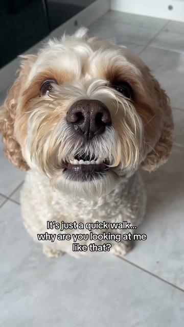 @My Cavachon