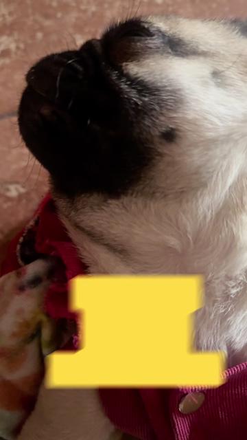 @Babypug