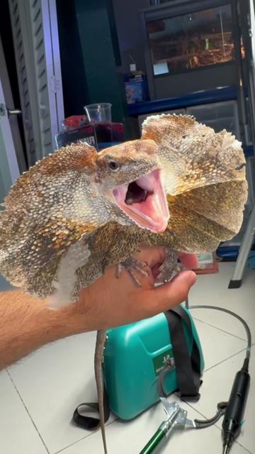 @Tommys_reptiles