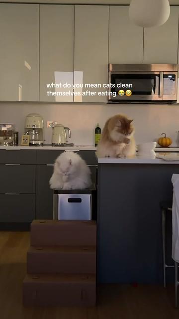 @Cleo the City Kitty