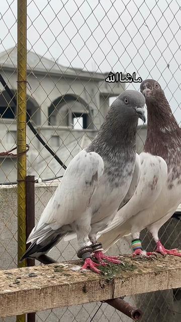 @AJK/✌️مرشد22