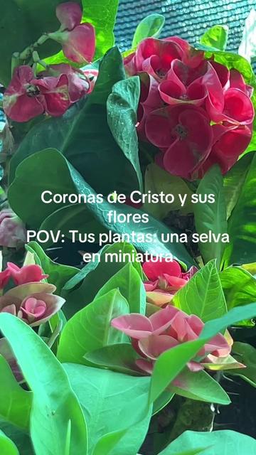 @Maria succulents 🕊️🐚