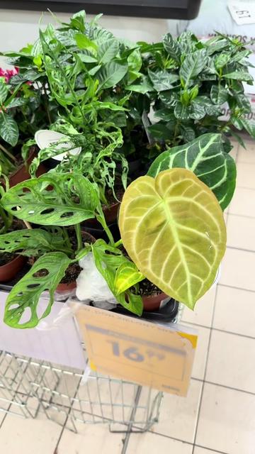 @maciej.plants