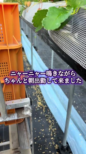 @JUNðð蟲家ã®ãªãã¿ã³