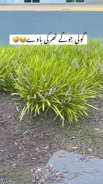 @Sweetie 🇵🇰🇺🇸💫💕💞