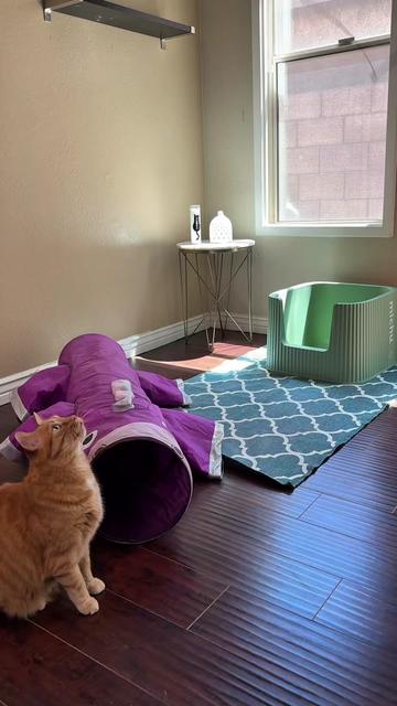 @Feminist Kitty | Cat Nutrition