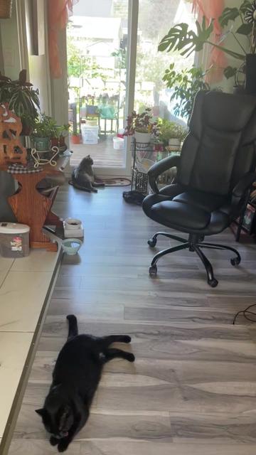 @Reznor_the_cat🪽