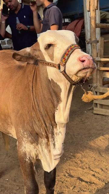 @Karachi Bull lovers