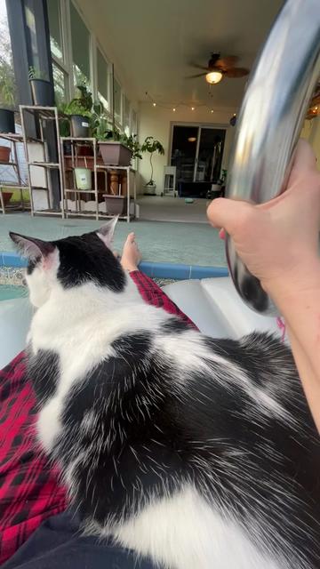 @Cat