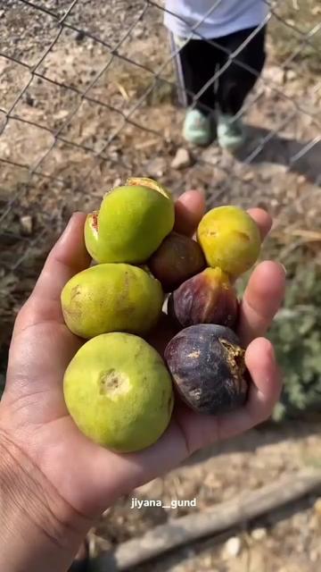 @bella_🦋🇮🇶