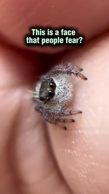 @Spider Conservatory