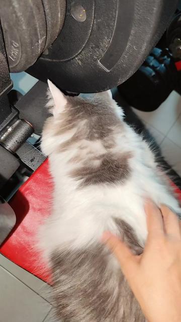 @Omma Kucing 🇲🇾🍉