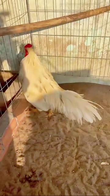 @Quốc Bảo ( baosting)