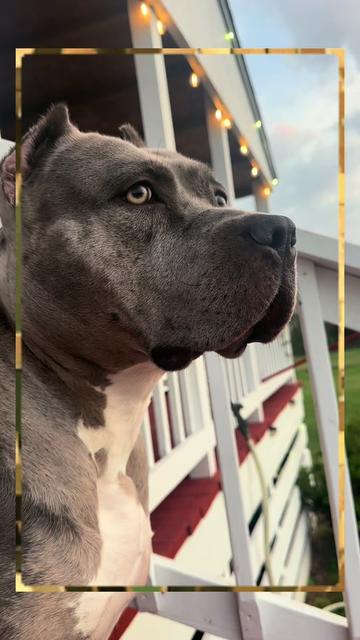 @🐾 Boundless Bullies 🐾