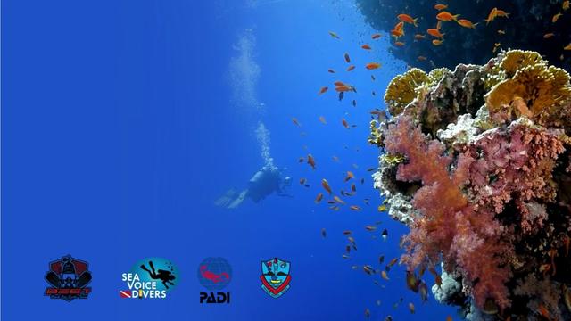 @SeaVoiceDivers