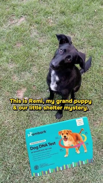 @Embark Vet